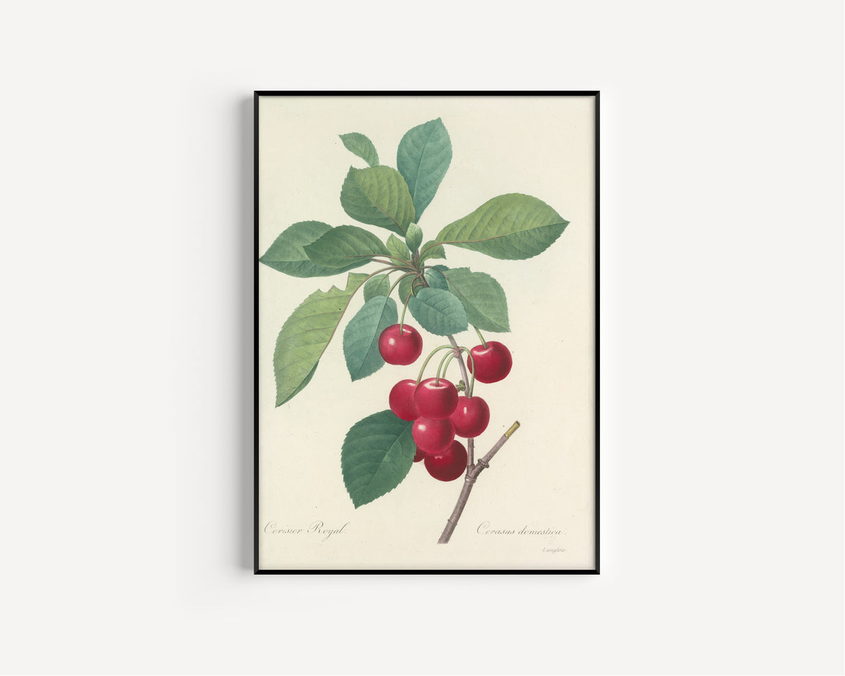 Pierre-Joseph Redouté — Choix des plus belles fleurs: Royal Cherry | Botanical Illustration Print