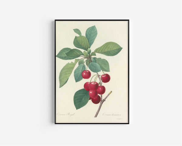 Pierre-Joseph Redouté — Choix des plus belles fleurs: Royal Cherry | Botanical Illustration Print