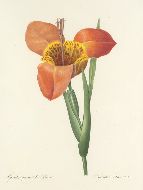 Pierre-Joseph Redouté — Choix des plus belles fleurs: Tigridia Pavonia | Botanical Illustration Print
