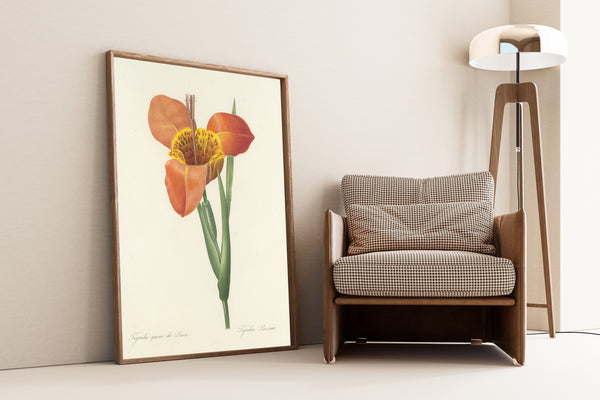 Pierre-Joseph Redouté — Choix des plus belles fleurs: Tigridia Pavonia | Botanical Illustration Print