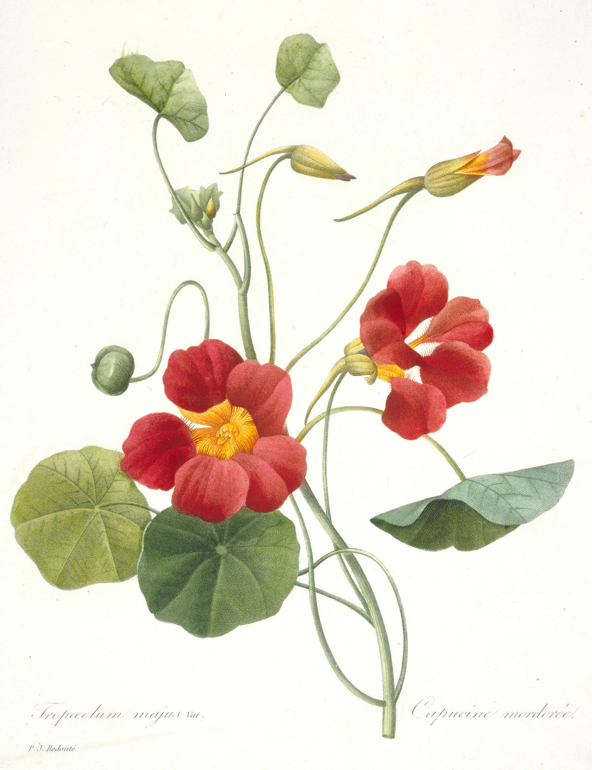 Pierre-Joseph Redouté — Choix des plus belles fleurs: Tropaeolum majus | Botanical Illustration Print
