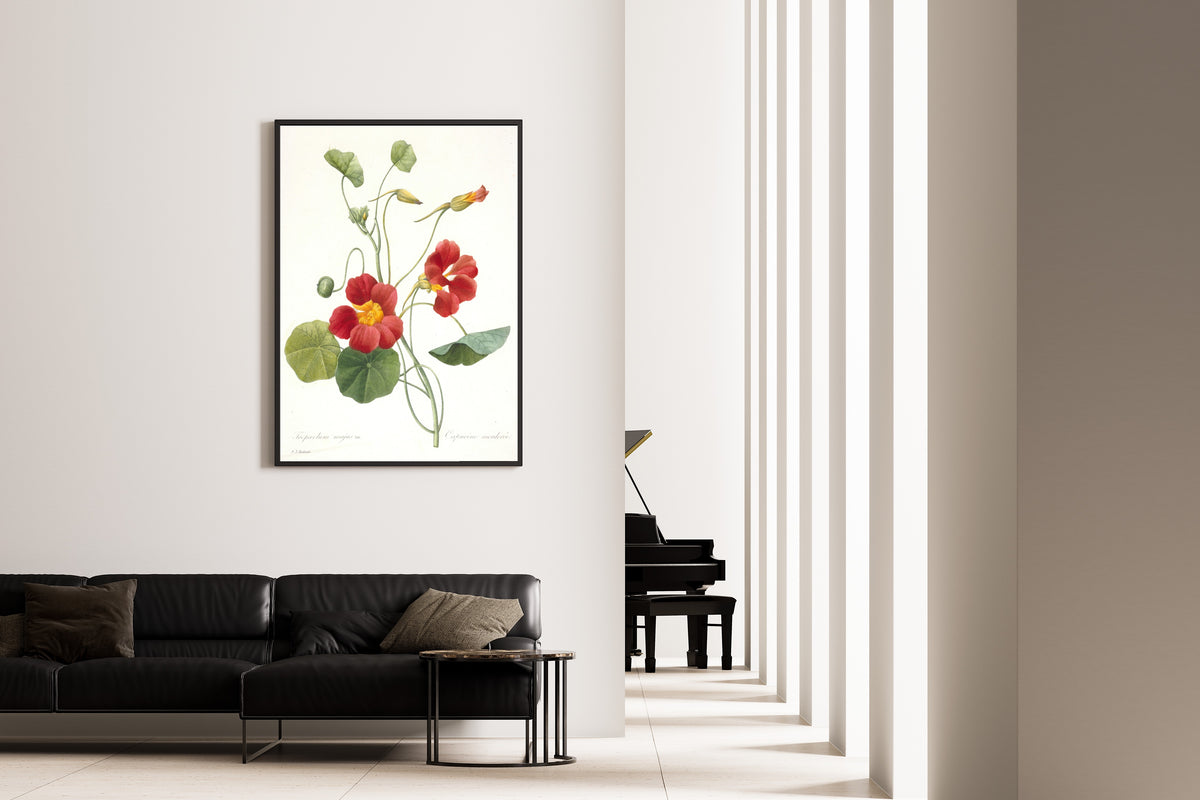 Pierre-Joseph Redouté — Choix des plus belles fleurs: Tropaeolum majus | Botanical Illustration Print