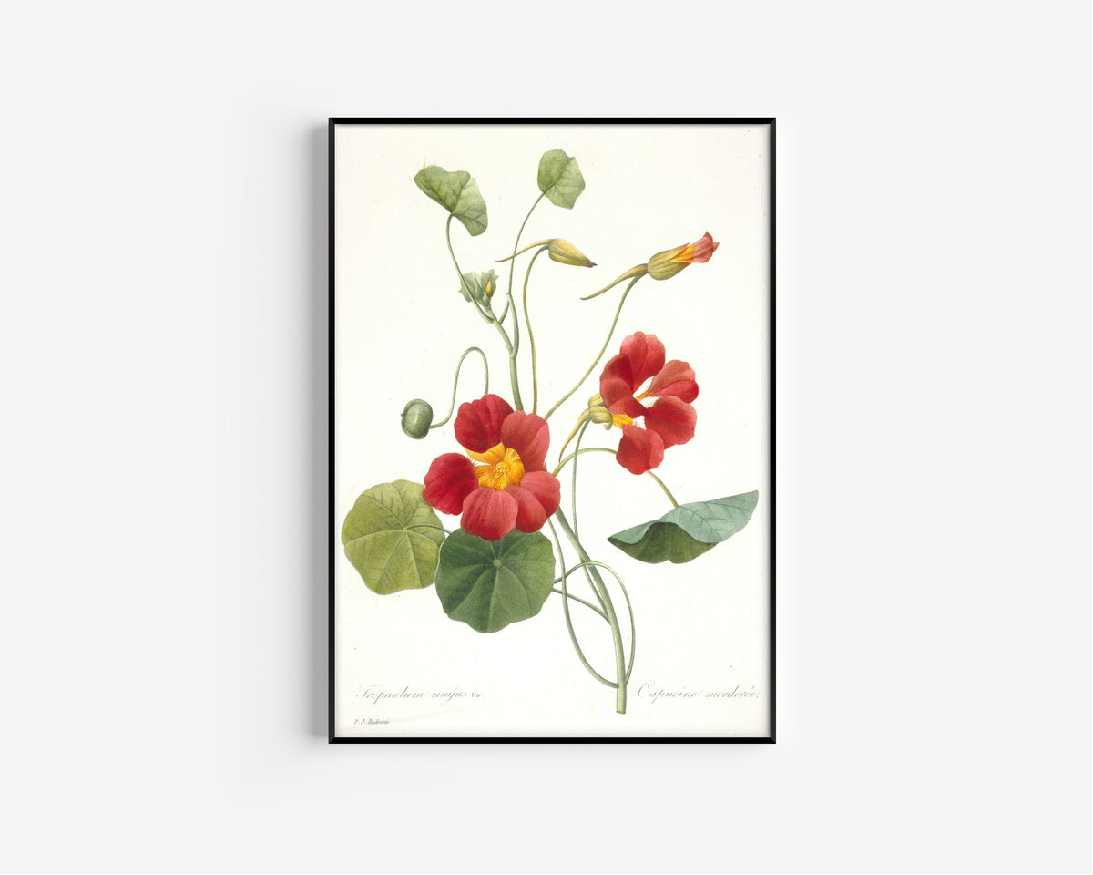 Pierre-Joseph Redouté — Choix des plus belles fleurs: Tropaeolum majus | Botanical Illustration Print