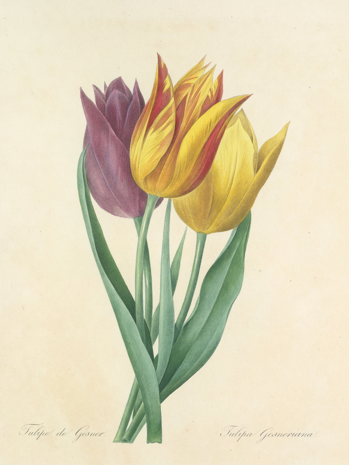 Pierre-Joseph Redouté — Choix des plus belles fleurs: Tulipa Gesneriana | Botanical Illustration Print
