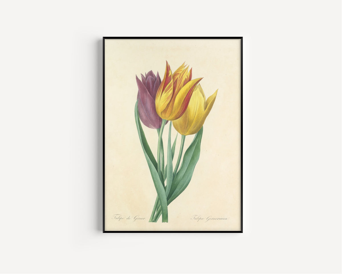 Pierre-Joseph Redouté — Choix des plus belles fleurs: Tulipa Gesneriana | Botanical Illustration Print
