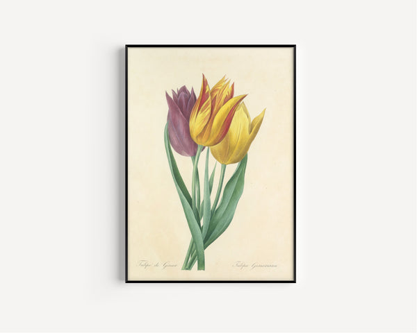 Pierre-Joseph Redouté — Choix des plus belles fleurs: Tulipa Gesneriana | Botanical Illustration Print