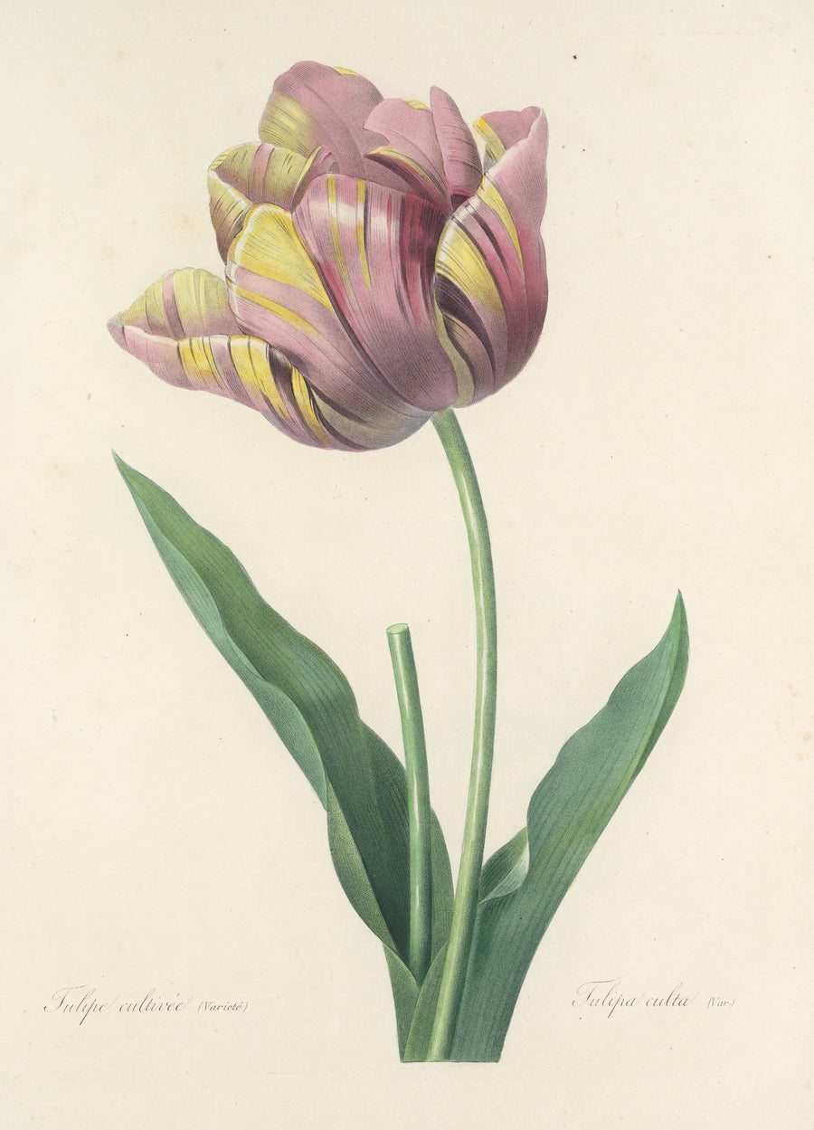 Pierre-Joseph Redouté — Choix des plus belles fleurs: Tulipa culta | Botanical Illustration Print shown to scale on a wall above a sofa