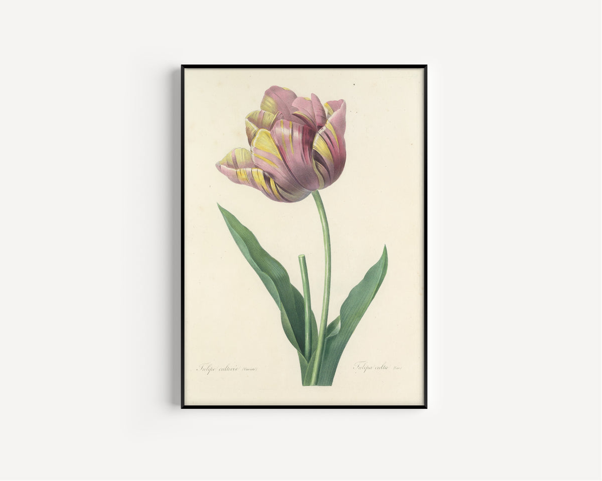 Pierre-Joseph Redouté — Choix des plus belles fleurs: Tulipa culta | Botanical Illustration Print