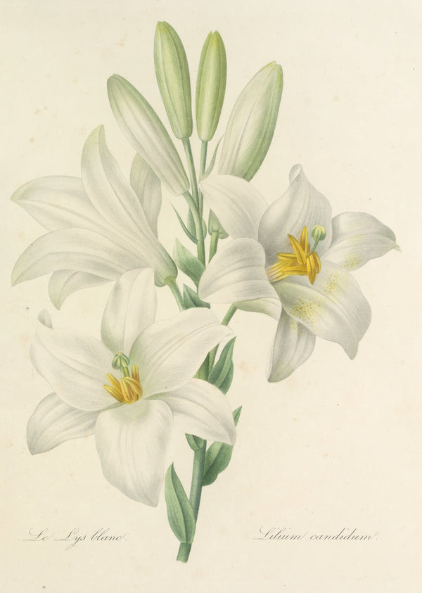Pierre-Joseph Redouté — Choix des plus belles fleurs: White Lily (Lilium Candidum) | Botanical Illustration Print
