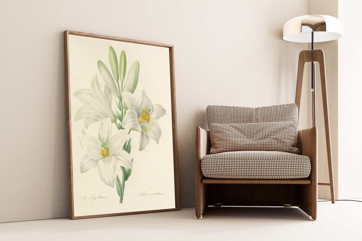 Pierre-Joseph Redouté — Choix des plus belles fleurs: White Lily (Lilium Candidum) | Botanical Illustration Print