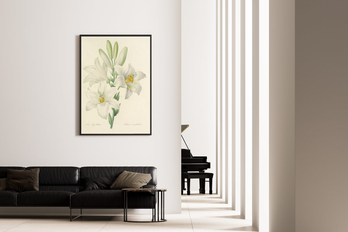 Pierre-Joseph Redouté — Choix des plus belles fleurs: White Lily (Lilium Candidum) | Botanical Illustration Print