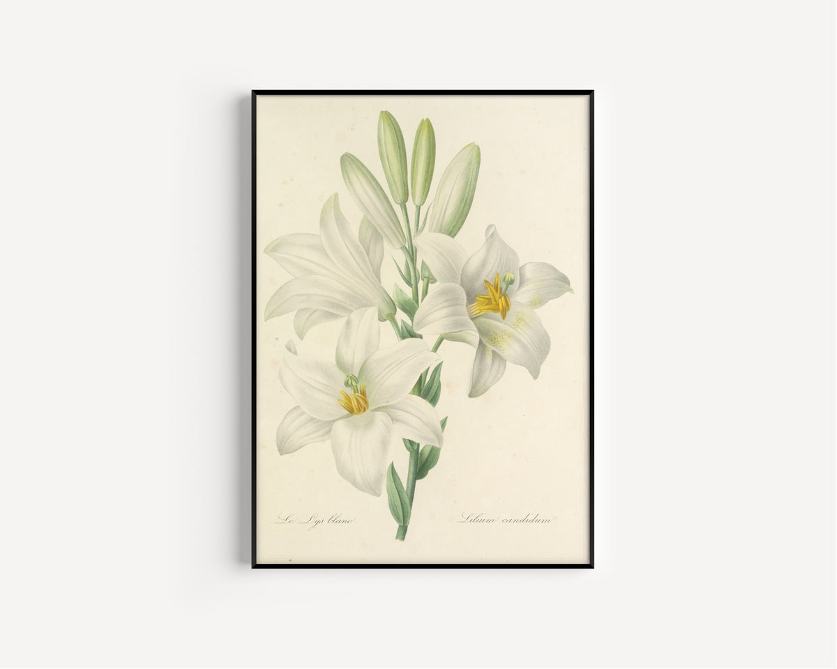 Pierre-Joseph Redouté — Choix des plus belles fleurs: White Lily (Lilium Candidum) | Botanical Illustration Print