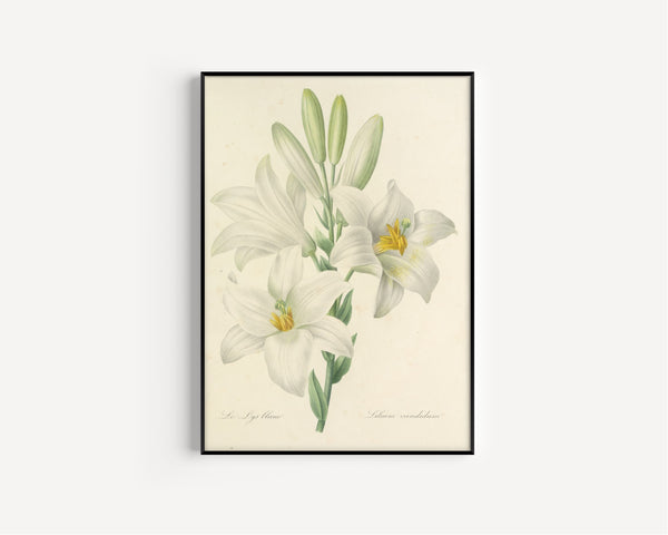 Pierre-Joseph Redouté — Choix des plus belles fleurs: White Lily (Lilium Candidum) | Botanical Illustration Print