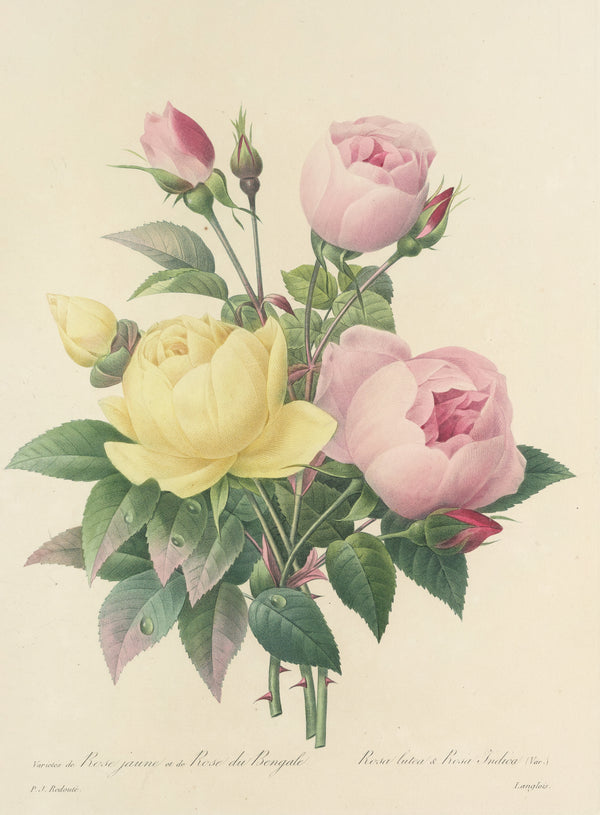 Pierre-Joseph Redouté — Choix des plus belles fleurs: Yellow Rose and Bengal Rose | Botanical Illustration Print
