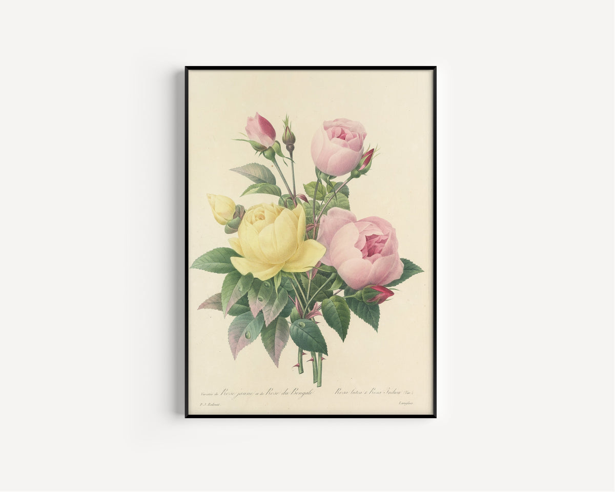 Pierre-Joseph Redouté — Choix des plus belles fleurs: Yellow Rose and Bengal Rose | Botanical Illustration Print