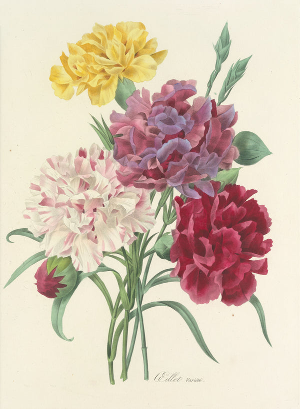Pierre-Joseph Redouté — Choix des plus belles fleurs, Plate 1: Œillet Variété | Botanical Illustration Print
