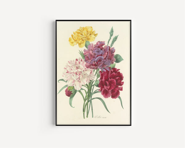 Pierre-Joseph Redouté — Choix des plus belles fleurs, Plate 1: Œillet Variété | Botanical Illustration Print