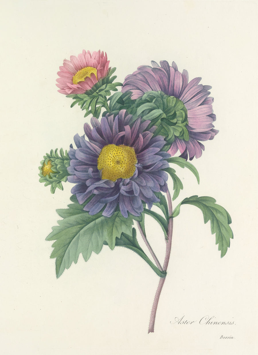Pierre-Joseph Redouté — Choix des plus belles fleurs, Plate 10: Aster Chinensis | Botanical Illustration Print shown to scale on a wall above a sofa