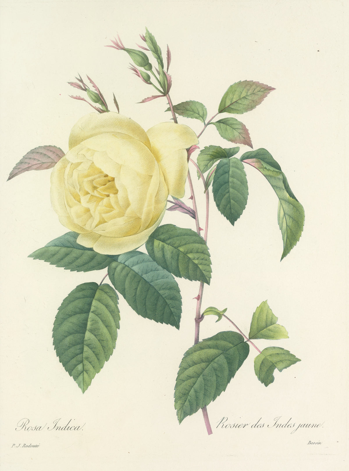 Choix des plus belles fleurs, Plate 100: Rosa Indica by Pierre-Joseph Redouté — A pale lemon-yellow double rose above a cluster of small buds