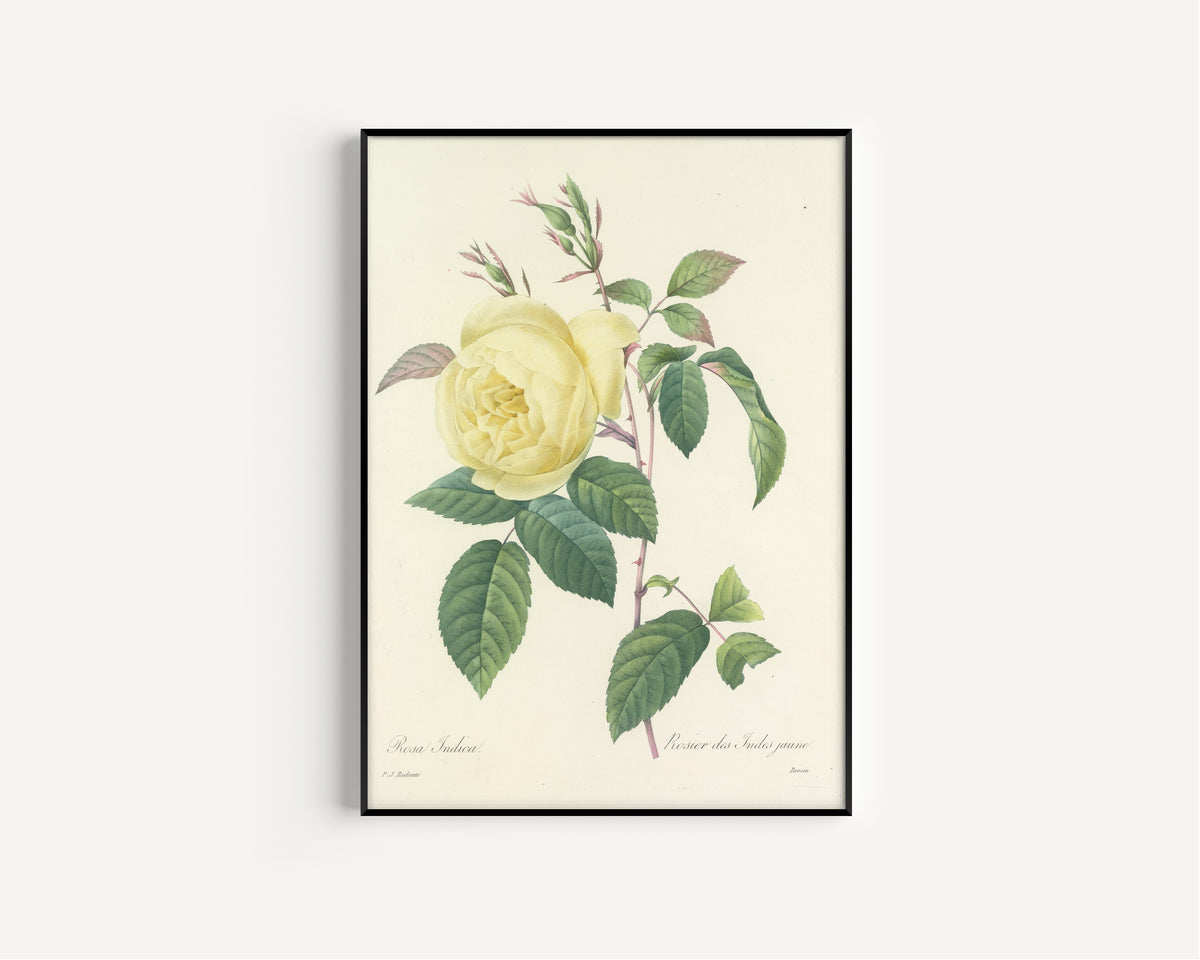 Framed art print of Choix des plus belles fleurs, Plate 100: Rosa Indica by Pierre-Joseph Redouté, in a slim black frame on a plain white wall