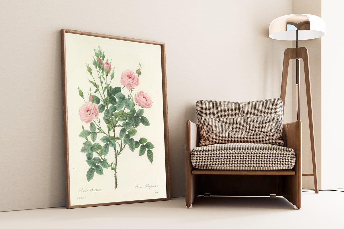 Framed art print of Choix des plus belles fleurs, Plate 101: Rosa Pomponia by Pierre-Joseph Redouté, leaning against a wall beside an armchair and a floor lamp