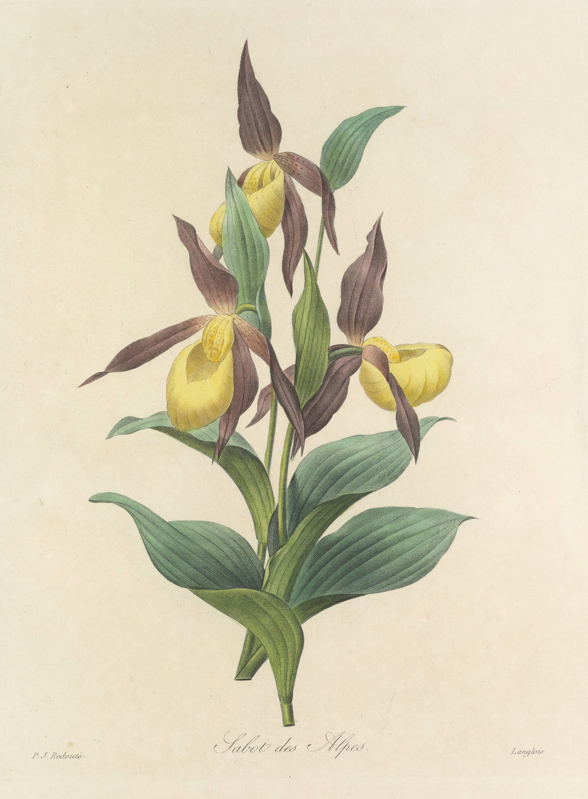 Choix des plus belles fleurs, Plate 102: Sabot des Alpes by Pierre-Joseph Redouté — Yellow slipper orchids with twisted maroon petals