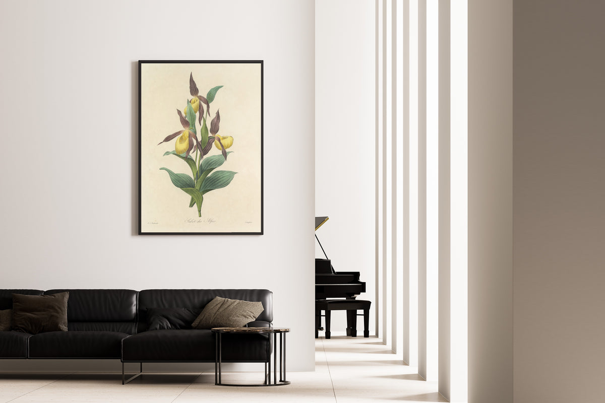 Framed art print of Choix des plus belles fleurs, Plate 102: Sabot des Alpes by Pierre-Joseph Redouté, on the wall of a minimal living room