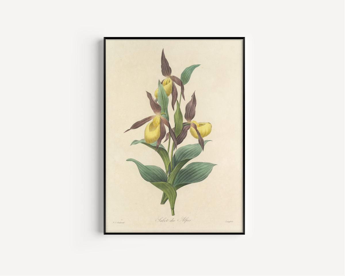 Framed art print of Choix des plus belles fleurs, Plate 102: Sabot des Alpes by Pierre-Joseph Redouté, in a slim black frame on a plain white wall