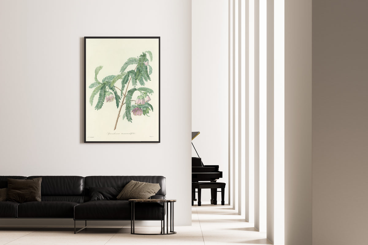 Framed art print of Choix des plus belles fleurs, Plate 103: Spaendoncea Tamarandifolia by Pierre-Joseph Redouté, on the wall of a minimal living room