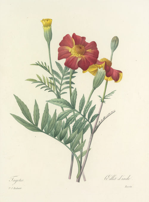 Choix des plus belles fleurs, Plate 104: Tagetes by Pierre-Joseph Redouté — Two deep red marigolds with golden centres and pinnate leaves