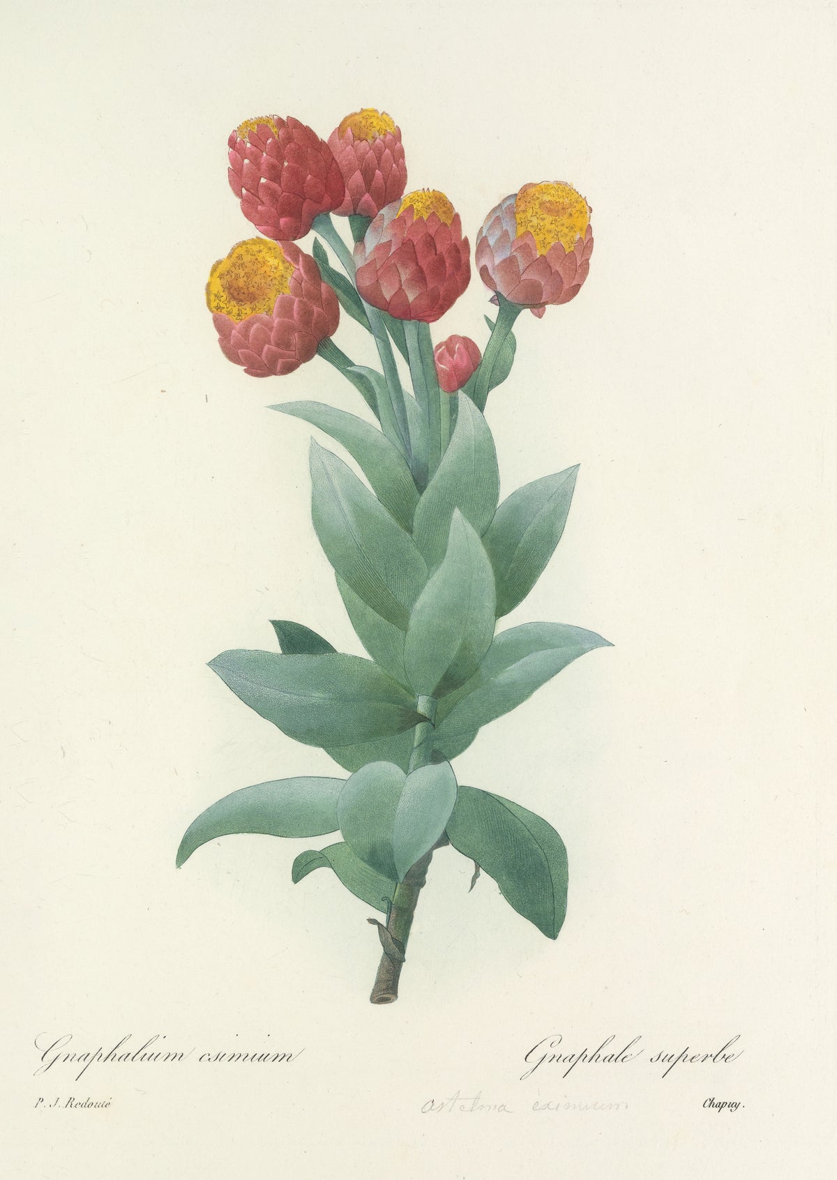 Choix des plus belles fleurs, Plate 11: Gnaphalium Eximium by Pierre-Joseph Redouté — Five crimson flower heads crowned in yellow above grey-green leaves
