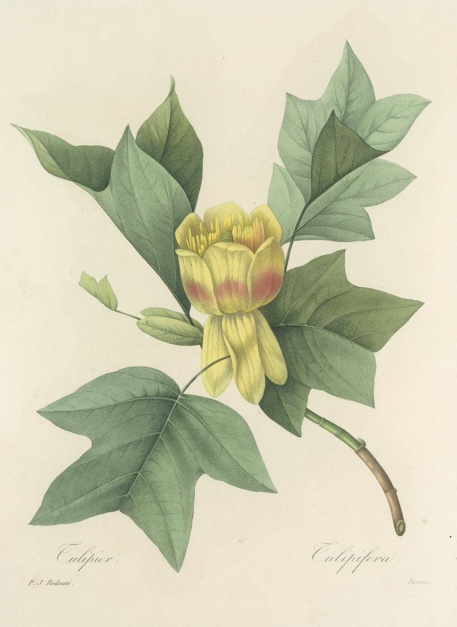 Pierre-Joseph Redouté — Choix des plus belles fleurs, Plate 110: Tulipifera | Botanical Illustration Print shown to scale on a wall above a sofa