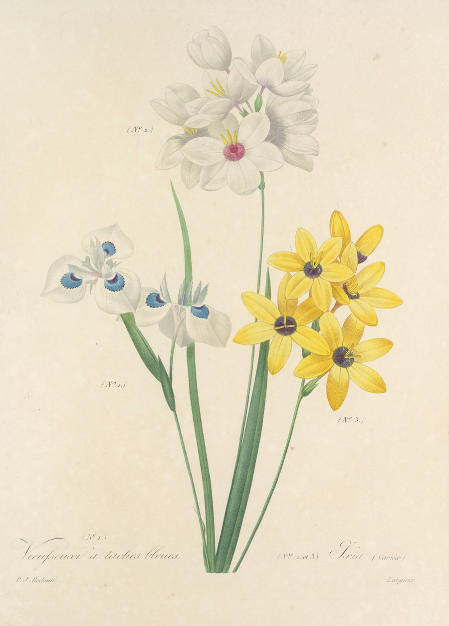 Pierre-Joseph Redouté — Choix des plus belles fleurs, Plate 111: Vieusseuxi à Taches Bleues and Ixia | Botanical Illustration Print shown to scale on a wall above a sofa