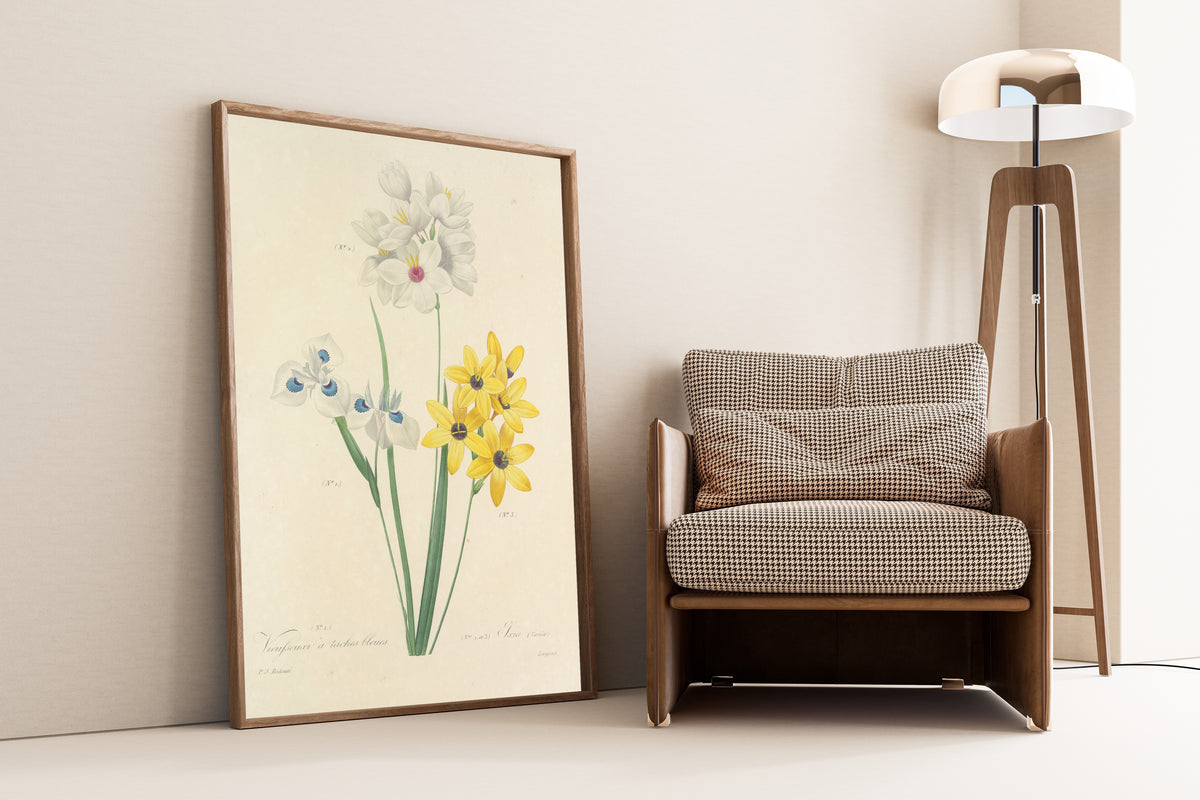 Framed art print of Choix des plus belles fleurs, Plate 111: Vieusseuxi à… by Pierre-Joseph Redouté, leaning against a wall beside an armchair and a floor lamp