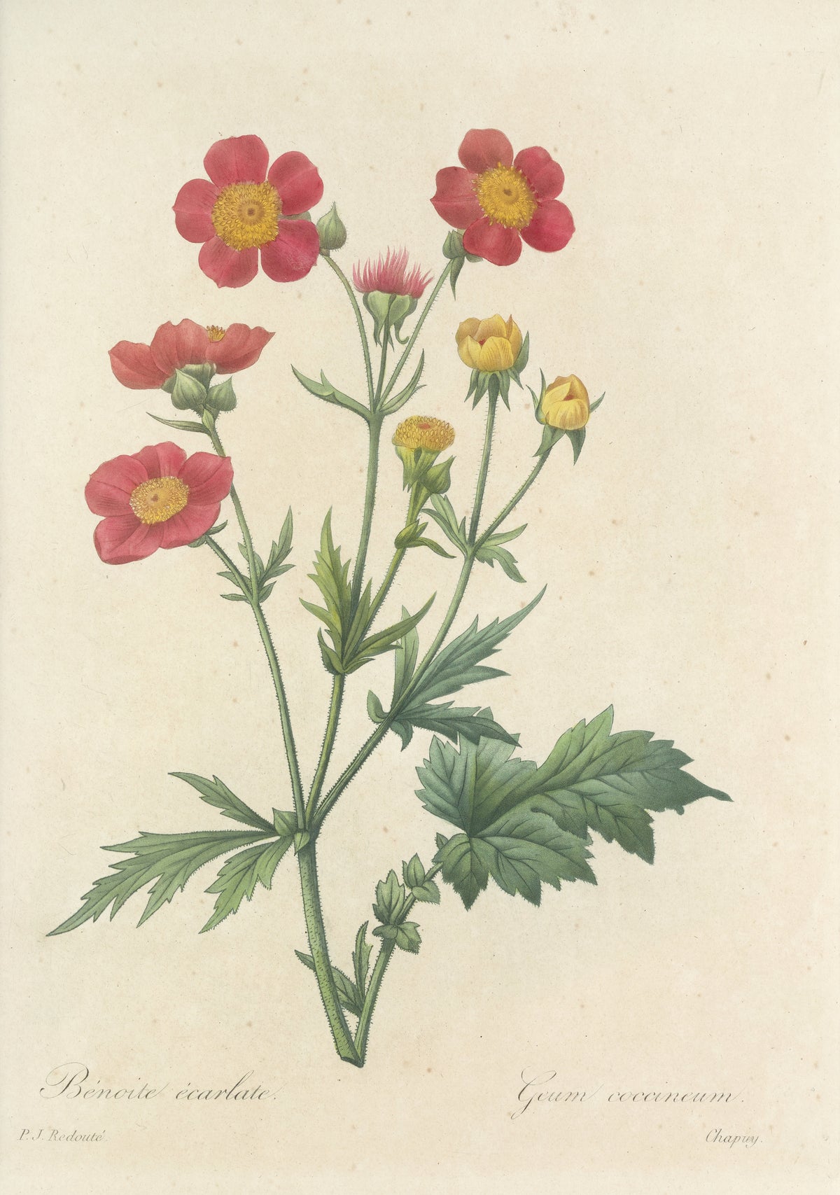 Choix des plus belles fleurs, Plate 12: Geum Coccineum by Pierre-Joseph Redouté — Four scarlet flowers with golden centres on bristly stems