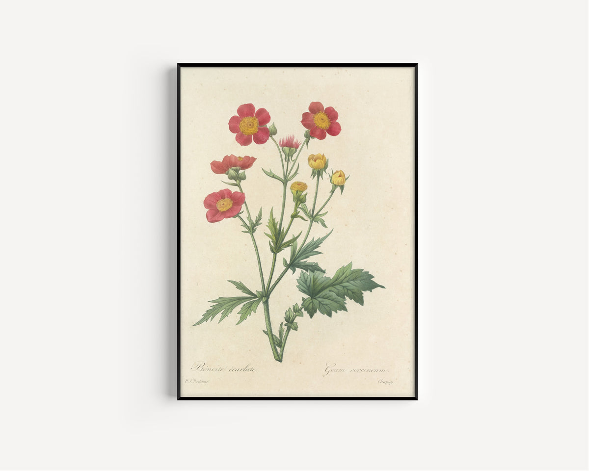Framed art print of Choix des plus belles fleurs, Plate 12: Geum Coccineum by Pierre-Joseph Redouté, in a slim black frame on a plain white wall