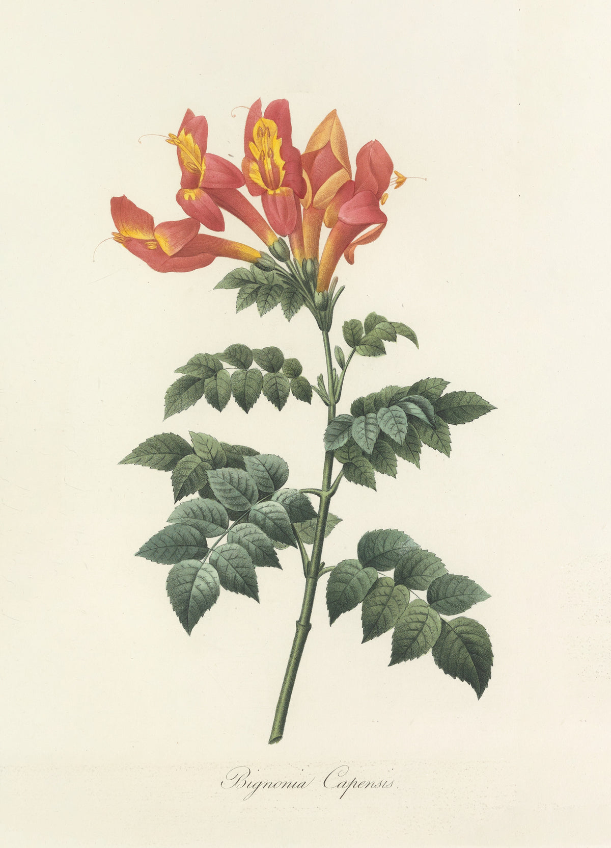 Choix des plus belles fleurs, Plate 13: Bignonia Capensis by Pierre-Joseph Redouté — Orange-red trumpet flowers on a leaning leafy stem