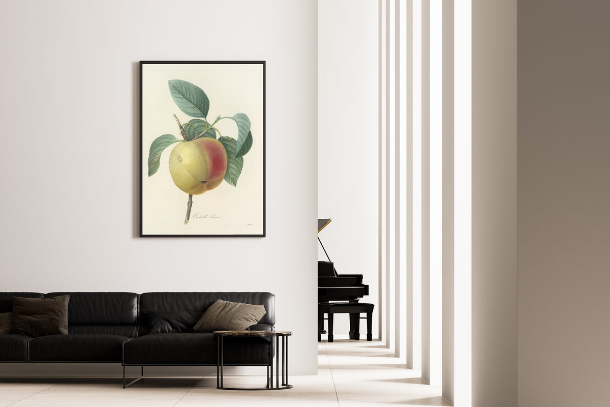 Framed art print of Choix des plus belles fleurs, Plate 14: Calville Blanc by Pierre-Joseph Redouté, on the wall of a minimal living room