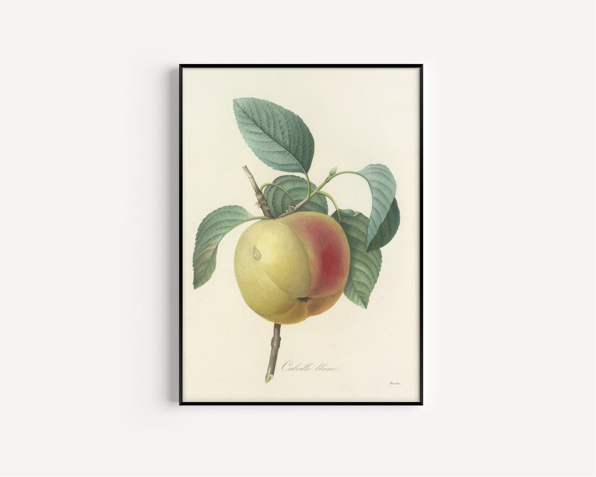Framed art print of Choix des plus belles fleurs, Plate 14: Calville Blanc by Pierre-Joseph Redouté, in a slim black frame on a plain white wall