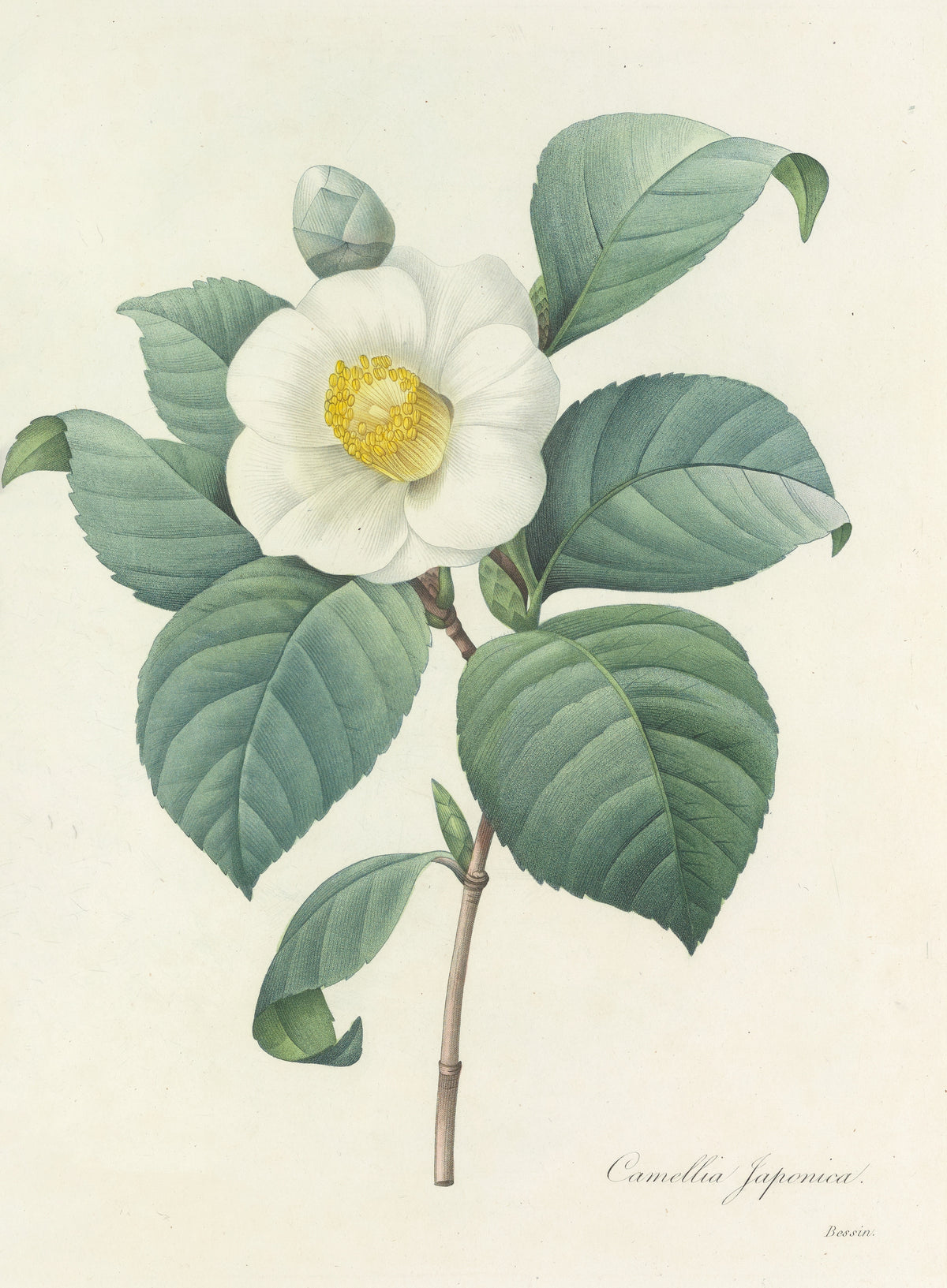 Choix des plus belles fleurs, Plate 16: Camellia Japonica by Pierre-Joseph Redouté — A white camellia with a yellow heart among glossy dark leaves