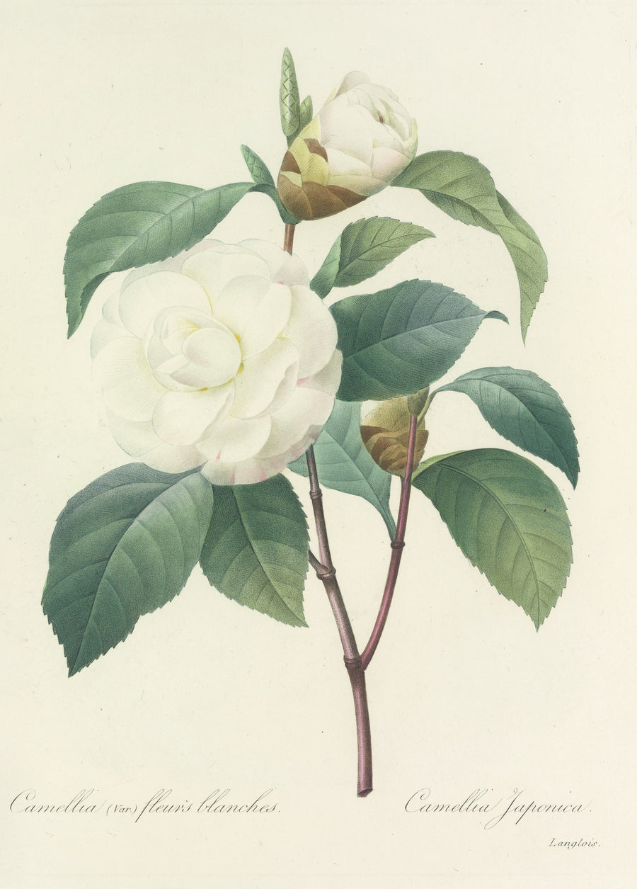Pierre-Joseph Redouté — Choix des plus belles fleurs, Plate 17: Camellia Japonica | Botanical Illustration Print shown to scale on a wall above a sofa