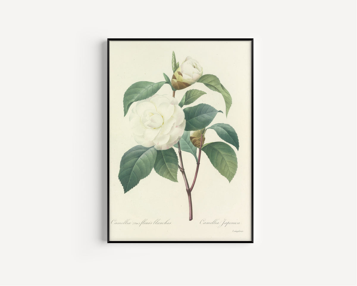Framed art print of Choix des plus belles fleurs, Plate 17: Camellia Japonica by Pierre-Joseph Redouté, in a slim black frame on a plain white wall