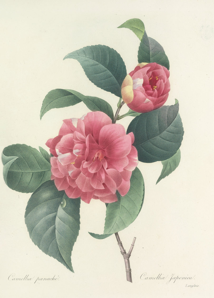 Pierre-Joseph Redouté — Choix des plus belles fleurs, Plate 18: Camellia Japonica | Botanical Illustration Print shown to scale on a wall above a sofa