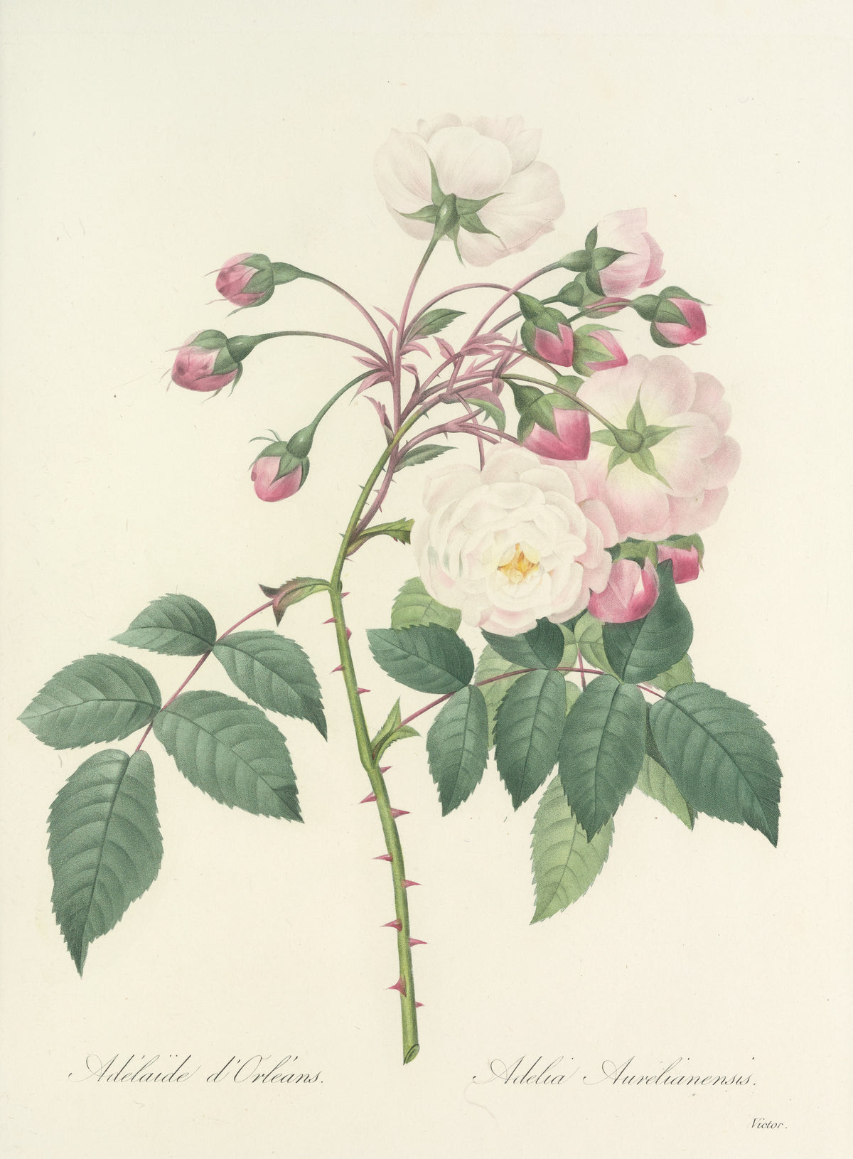 Choix des plus belles fleurs, Plate 2: Adelia Aurelianensis by Pierre-Joseph Redouté — White and pink roses with a spray of deep pink buds