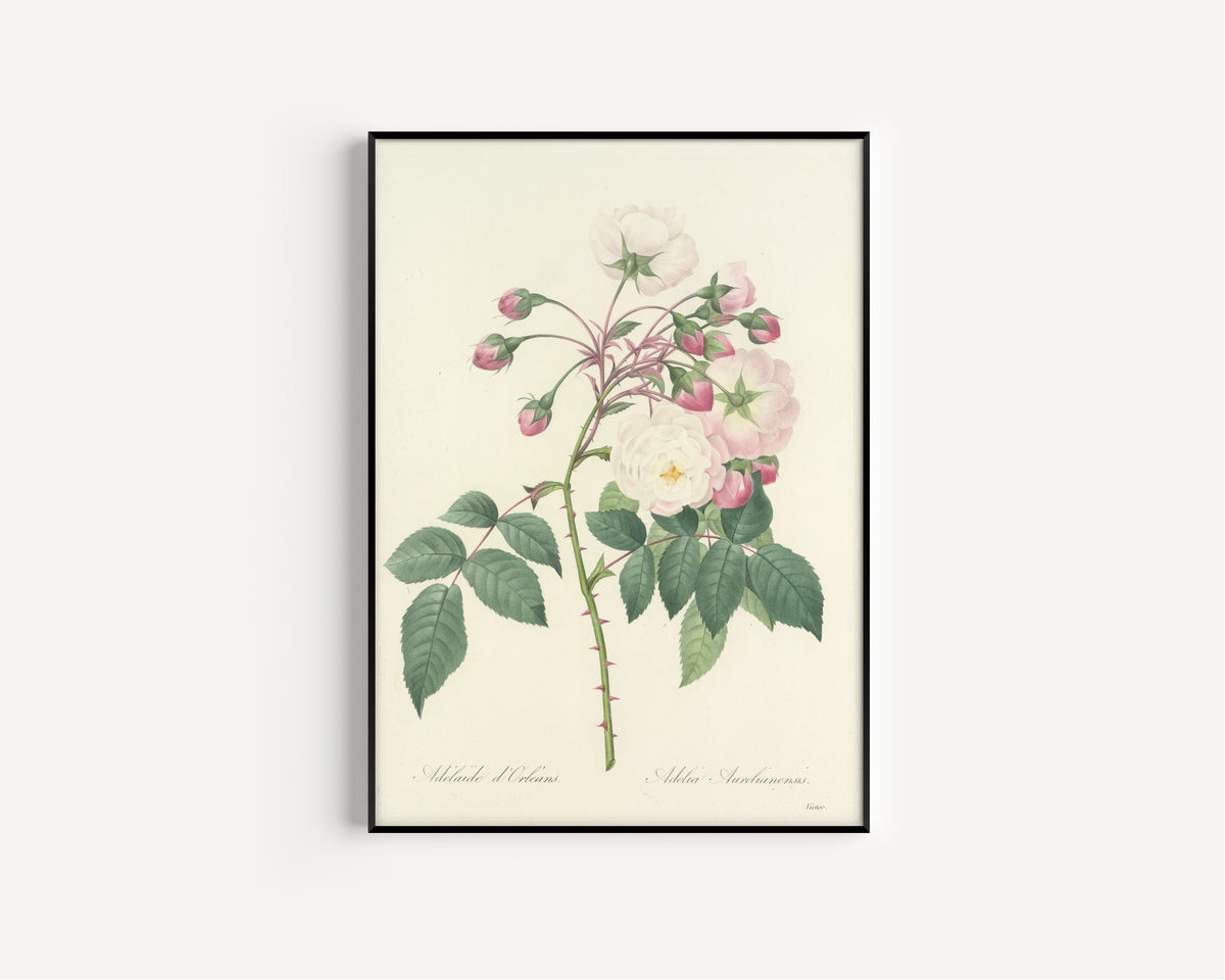 Framed art print of Choix des plus belles fleurs, Plate 2: Adelia Aurelianensis by Pierre-Joseph Redouté, in a slim black frame on a plain white wall