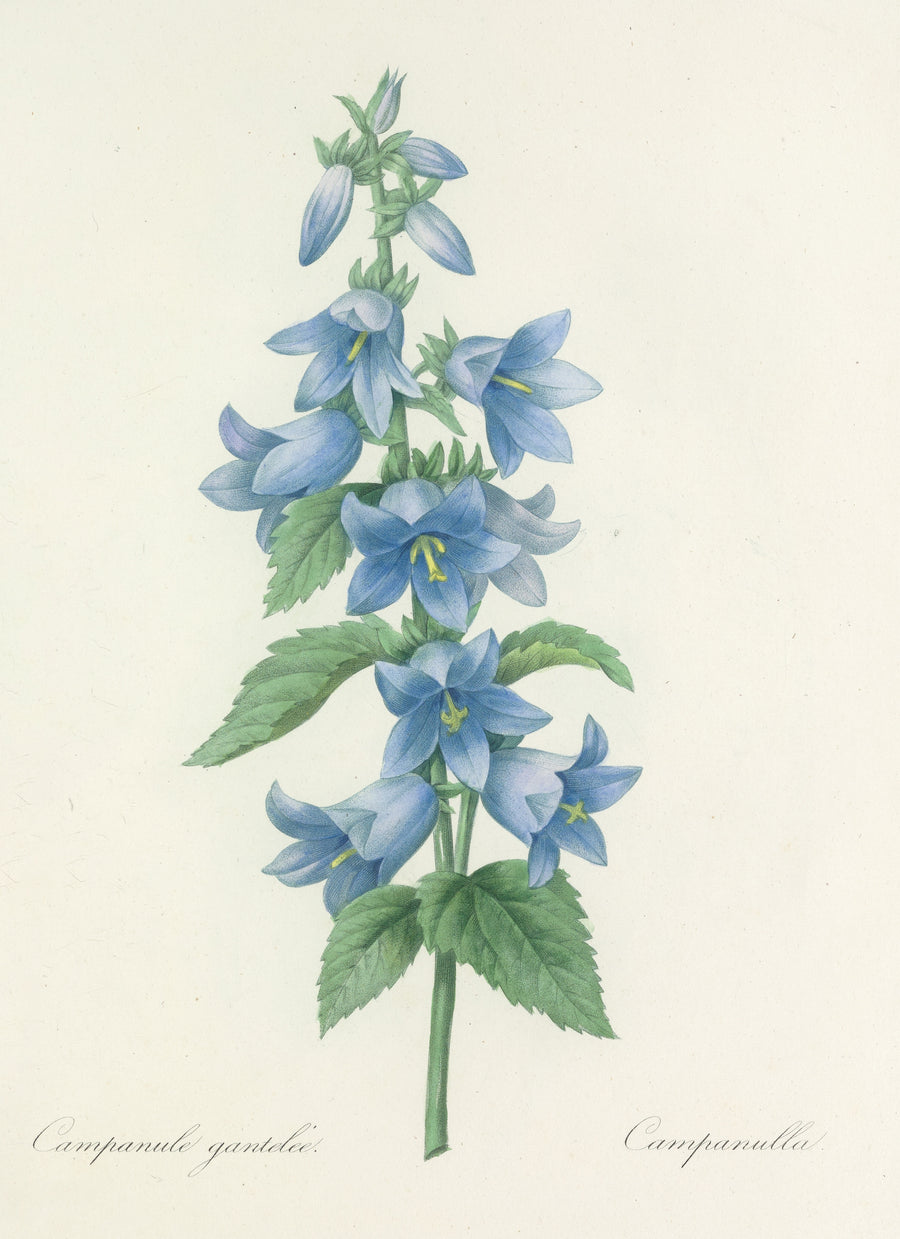 Pierre-Joseph Redouté — Choix des plus belles fleurs, Plate 21: Campanule Gantelée | Botanical Illustration Print shown to scale on a wall above a sofa