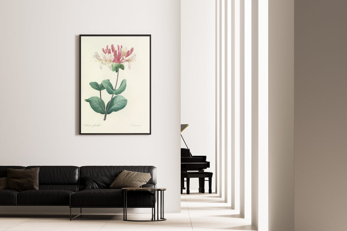 Framed art print of Choix des plus belles fleurs, Plate 23: Lonicera by Pierre-Joseph Redouté, on the wall of a minimal living room