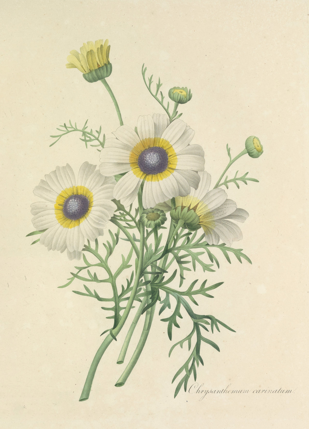 Choix des plus belles fleurs, Plate 24: Chrysanthemum Carinatum by Pierre-Joseph Redouté — Three white daisies with yellow rings and purple-grey centres