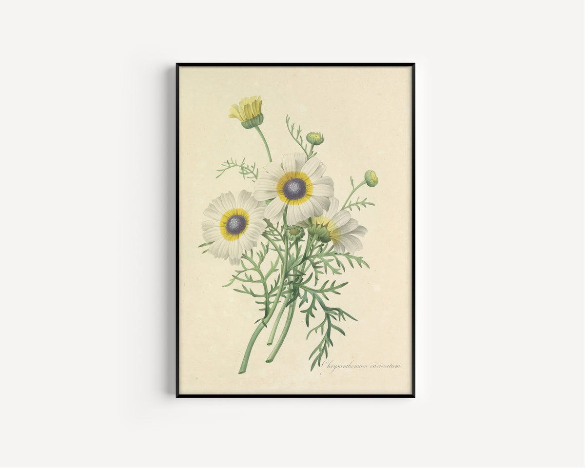Framed art print of Choix des plus belles fleurs, Plate 24: Chrysanthemum Carinatum by Pierre-Joseph Redouté, in a slim black frame on a plain white wall