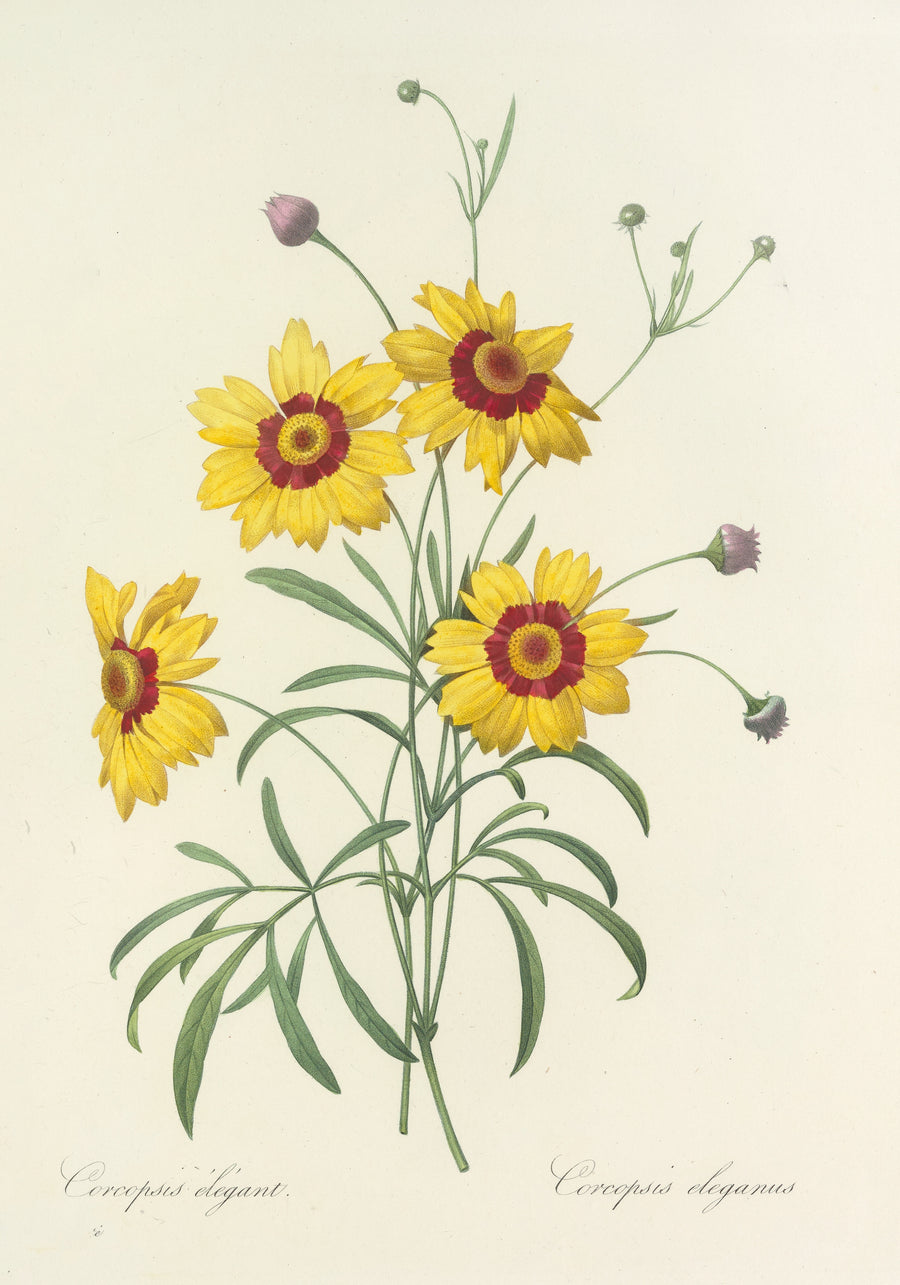 Pierre-Joseph Redouté — Choix des plus belles fleurs, Plate 26: Coreopsis Elegans | Botanical Illustration Print shown to scale on a wall above a sofa